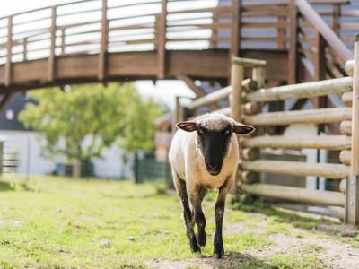 Schaf auf dem Biohof Köhne