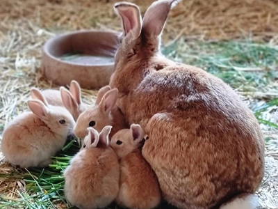 Bild 6 aus  Hof  Wesselmann