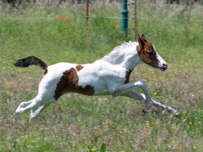 Bild 10 aus  Reiterhof Losse