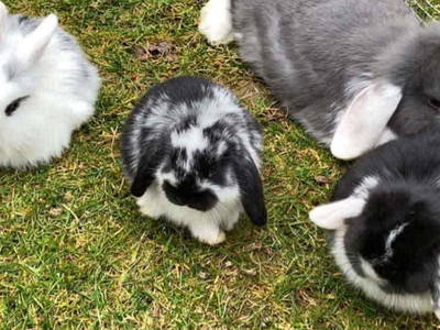 Bild 34 aus  Ferienwohnungen Wagner