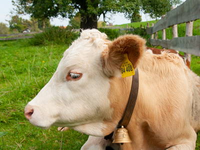 Bild 11 aus  Moarhof