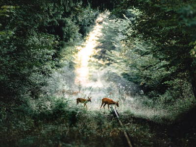 Bild 7 aus  Stellwerk Ringelstein