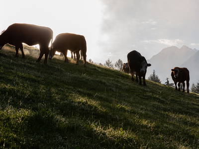 Bio-Rinderhaltung am Jörgnerhof - Stelza Nature Chalet