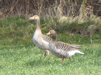 Bild 72 aus  Ferienhaus Gut Rattelvitz-INSEL RÜGEN