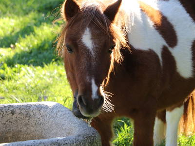 Bild 10 aus  Doasahof