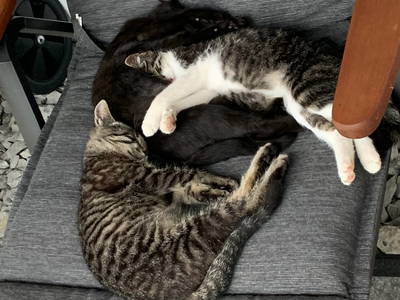 Bild 29 aus  Ferienwohnungen Seehof am Waginger See