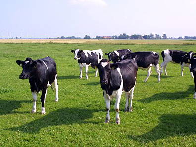 Bild 16 aus  Ennenhof