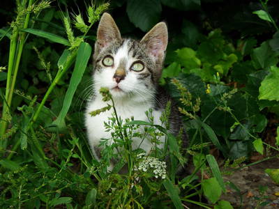 Bild 10 aus  Ferienhof Musch