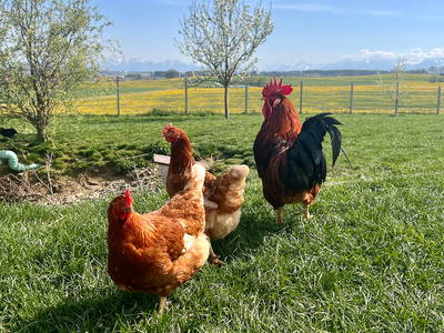 Bild 8 aus  Auf'm Hof