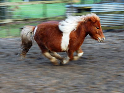 Bild 17 aus  Hof Schlossblick  " der etwas andere Bauernhof "