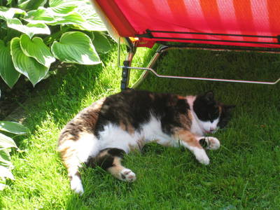 Bild 15 aus  Beim Paulfischer direkt am Chiemseeufer