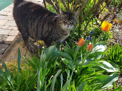 Katze Emma, Liebling der Kinder