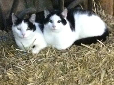 Bild 17 aus  Küstenhof Oldewurtel