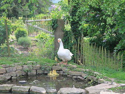 Bild 19 aus  Kaisers Hof - Urlaub auf dem Bauernhof