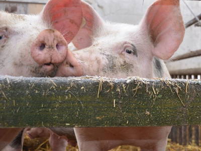 Bild 30 aus  Demeterhof Dünninger