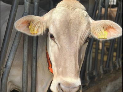 Bild 10 aus  Ferienhof Weißenbach