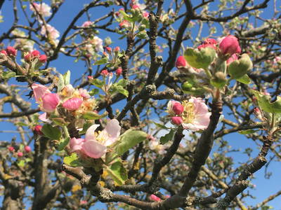 Bild 14 aus  Moarhof