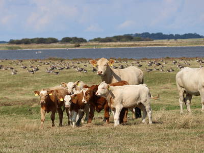 Unsere Mutterkühe mit Kälbern auf der Wiese