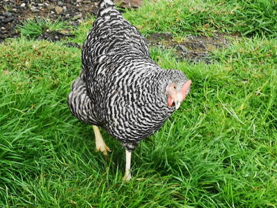 Bild 38 aus  Auf'm Reifnhof: Ihr Kreativhof am Simssee im Chiemgau