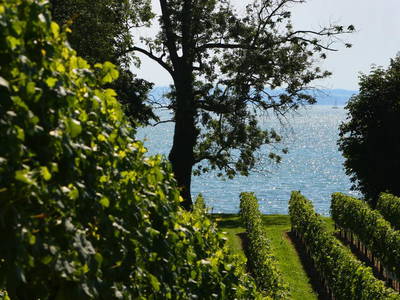 Bild 5 aus  Weinbau Wendelin Hornstein