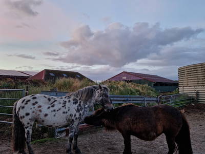 Bild 54 aus  Küstenhof Oldewurtel