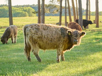 Bild 14 aus  Biber Ferienhof