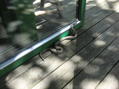 Unsere Hausschlange "Queen" (harmlose Ringelnatter)