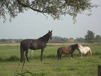 Bild 4 aus  Ferienhof Nordorfer Grashaus