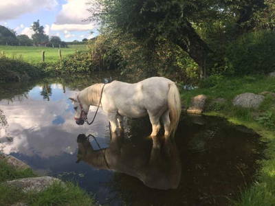 Pony Jerry geht mal eben Füße baden