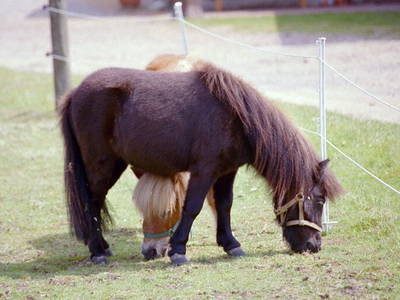 Bild 19 aus  Carstens Ferienhof