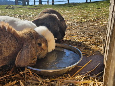 Bild 27 aus  Frankhof