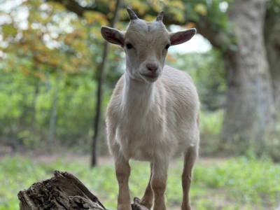 Bild 40 aus  Nübbelhof
