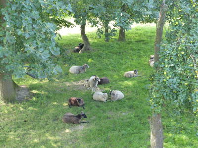 Bild 36 aus  Grenzer Ökohof