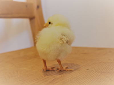 Bild 28 aus  Ferienwohnung Wenzl