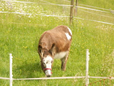 Bild 11 aus  Kaiserhof am See