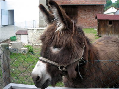 Bild 6 aus  Ferienwohnungen Stark