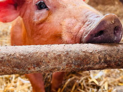 Bild 29 aus  Ostseeferienhof Tralau