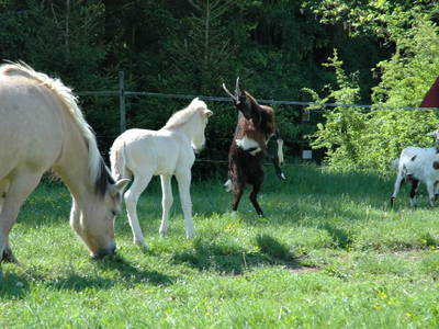 Bild 14 aus  Hof Carmshausen & Pension Hotze