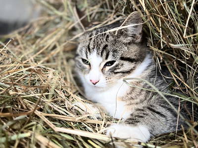 Bild 34 aus  LandSelection LANDGUT PFAUENHOF