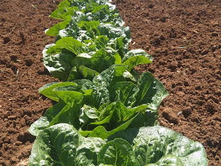 Bild 47 aus  Urlaub auf dem Lande zwischen den zwei Meeren - Apulien - Salento