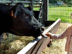 Bild 19 aus  Landhuus Laurenz