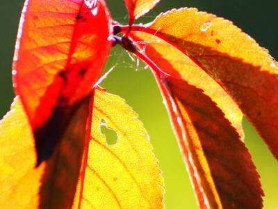 Bild 24 aus  Forsthof Niendorf