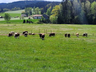 Bild 25 aus  Burgstallhof