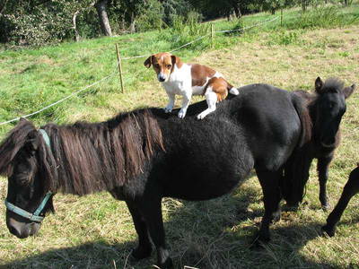 Bild 9 aus  Bio Ferienhof Teufelsberg GbR
