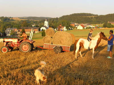 Bild 12 aus  Ferienbauernhof    "Pension Landhof "