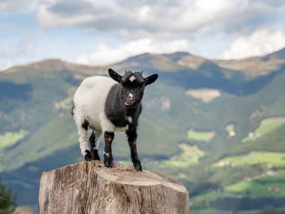 Bild 31 aus  Pirchnerhof