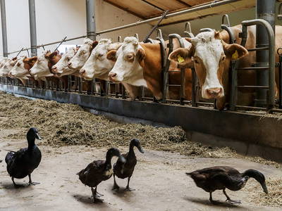 Bild 24 aus  Ferienhof Köpf