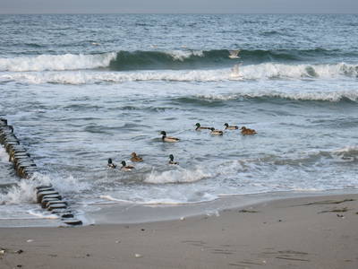 Bild 35 aus  Lindenhof