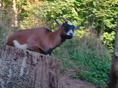 Bild 33 aus  Finnhütten Hohe Klinge- auf der Sonnenseite des Thüringer Waldes, mit traumhafter Aussicht