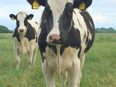 Bild 18 aus  Küstenhof Oldewurtel